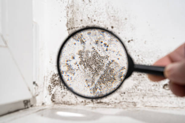 Mold Remediation for Rental Properties in Santa Rosa Valley, CA