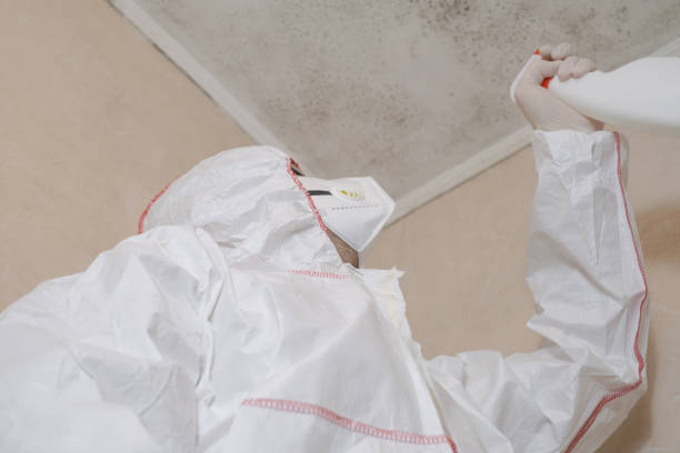 Why You Should Choose Our Mold Remediation Services in Santa Rosa Valley, CA